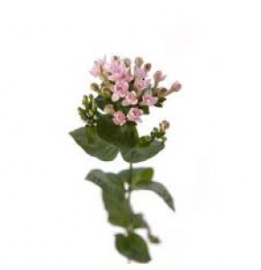 ΜΠΟΥΒΑΡΔΙΑ  ΡΟΖ   -BOUVARDIA ROZA